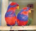 /album/lori-modroprsy-red-and-blue-lory/lori-modroprsy-3-jpg/